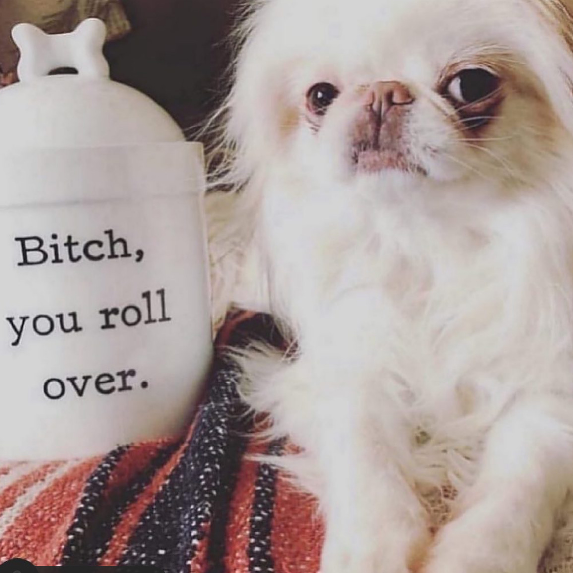 ShopPandorasBox's tweet image. When you dog is tired of your shit 😩🐶🐾 Our Best Selling Treat Jars just restocked.