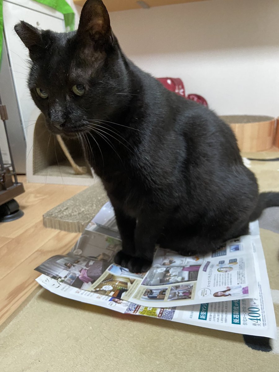 猫あるある - Twitter Search