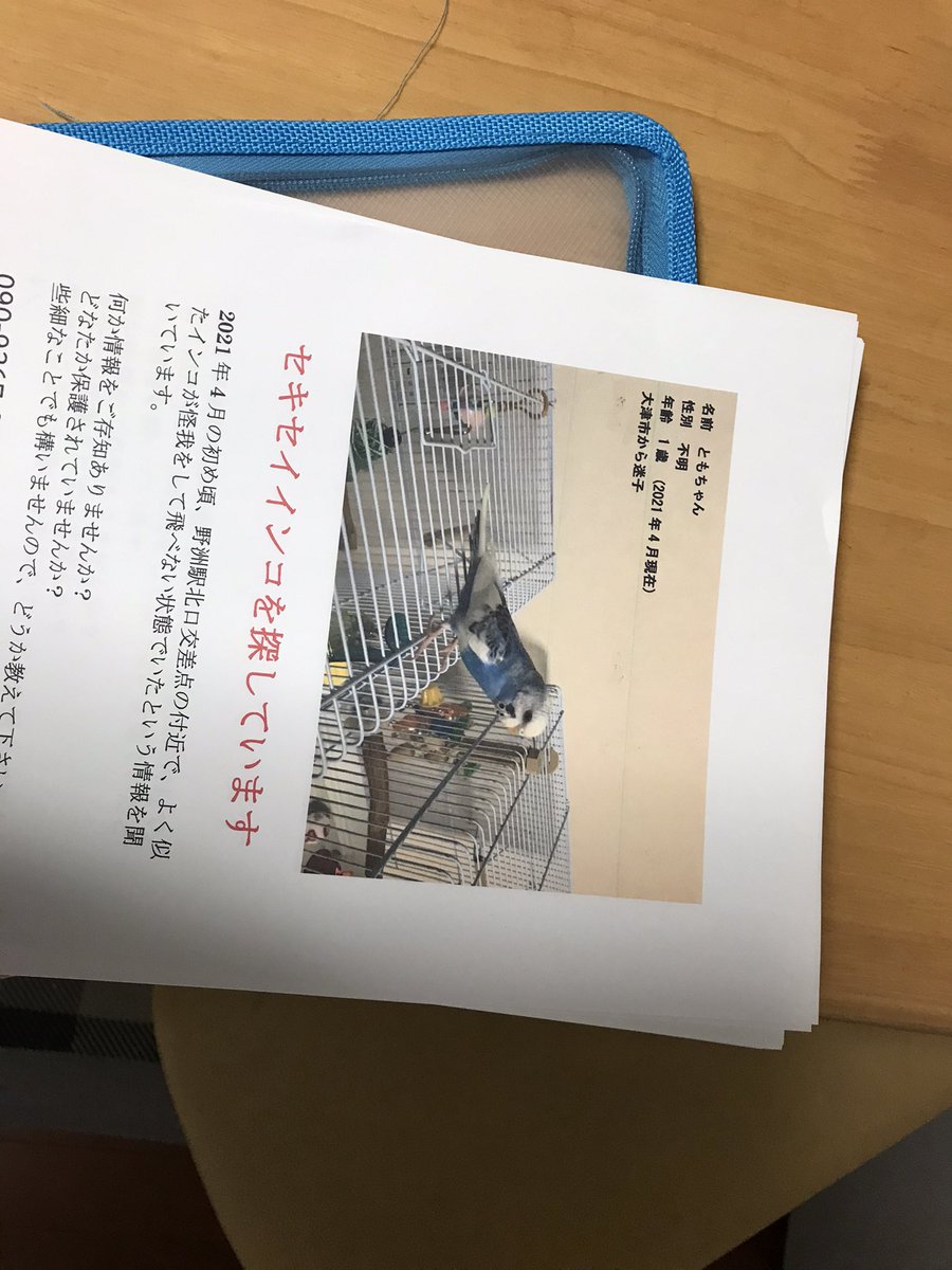 iYLVwaeJBL91KyA's tweet photo. ともちゃんが家を出て9ヶ月の昨日、目撃のあった野洲駅北面のチラシ入れは一通り終わりました。
それで、ともちゃんはきっと無事でいると思いました。だって���ここで怪我して旅立ったなら、夢枕に立つなり何かで「もうやめなよ」と言ってくれると思うんです。理屈は通らなくてもそう思うんです。 https://t.co/g7aPRaTrBs