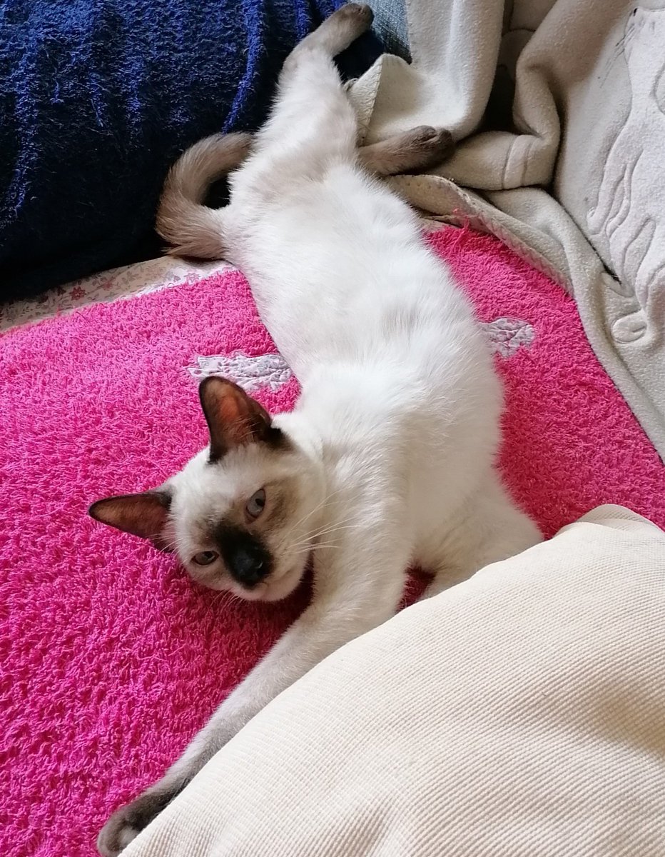 lara_santuario's tweet photo. Soy JULEN, un precioso siamés 😁. Llegué a Lara llenito de hongos y a día de hoy estoy sano como una 🍎.
Busco una familia en Madrid q me dé la oportunidad de ser feliz para siempre, serás tú? 🙏
691598283
asociacionlara@asociacionlara.org https://t.co/OoEtCHezz9