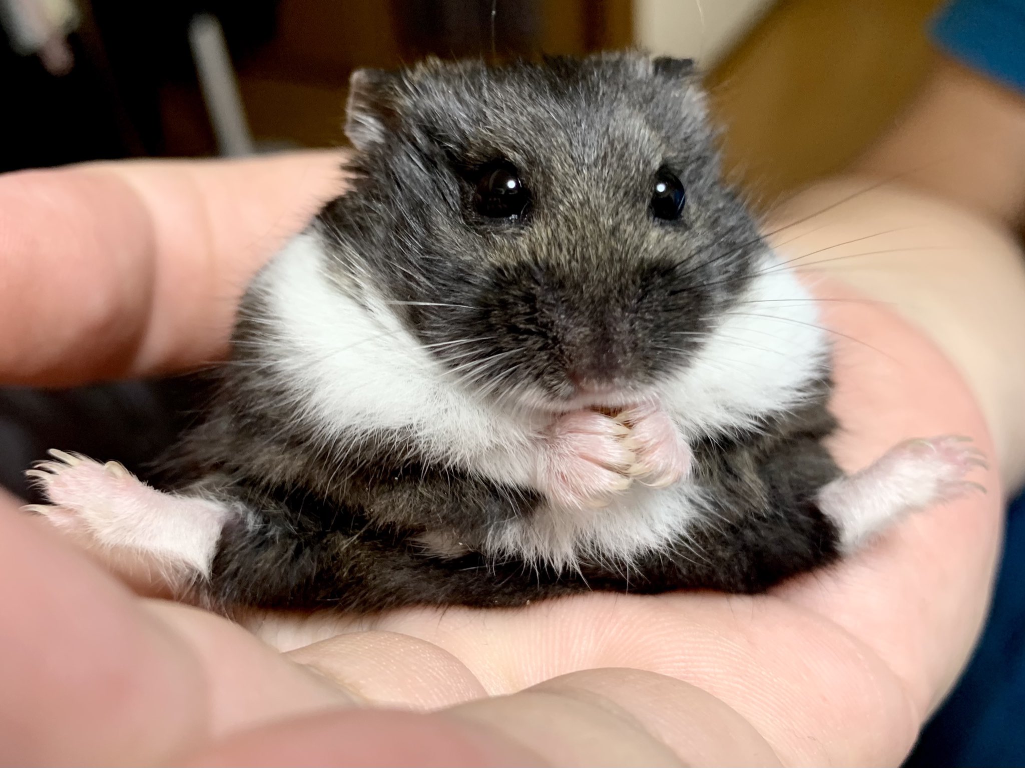 動物ちゃんラブ ハムリンピック 体操 床 見事な開脚 ビッタビタにハマりました キャンベルハムスター キャンベル ハムスターブラック ドワーフブラックハムスター ブラックドワーフハムスター T Co K9nn6pix5c Twitter