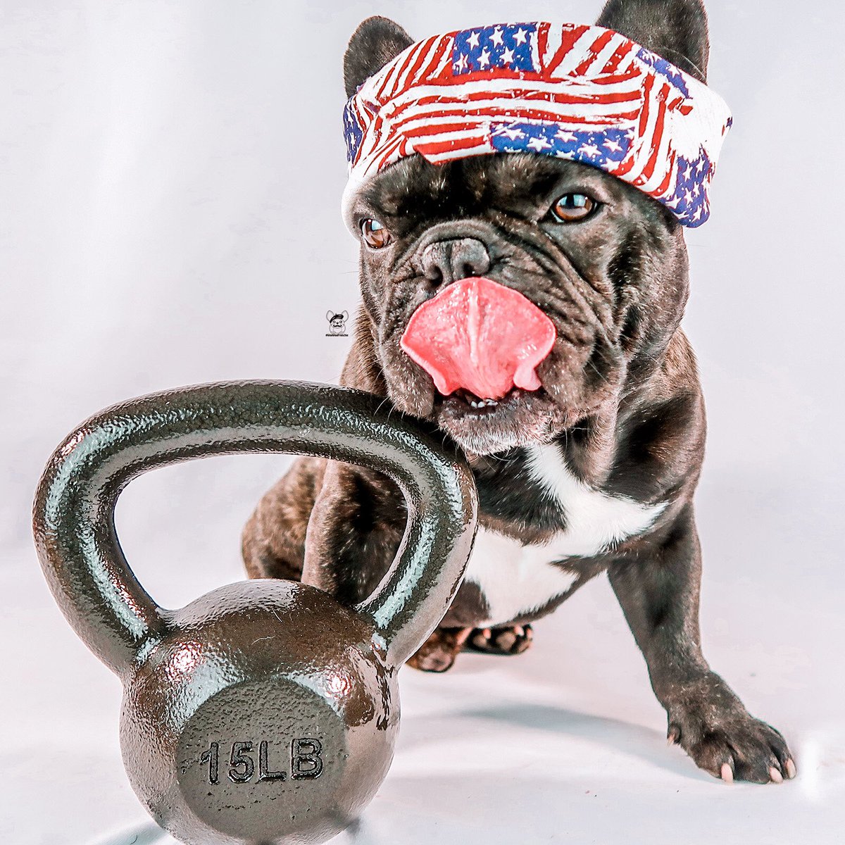 weeweefrenchie's tweet photo. When you’re as buff 💪🏼 as me, you can do whatever you want. 😁 And I’m going for Gold 🥇 for “most athletic” TOT. 😋
.

#weeweefrenchie #weeboysyre #olympics2021 #tokyoolympics #kettlebellworkout #kettlebellswings #olympiclifts #frenchiebulldog #frenchiesofinstagram #sportsdog https://t.co/x55FqDVZ8x