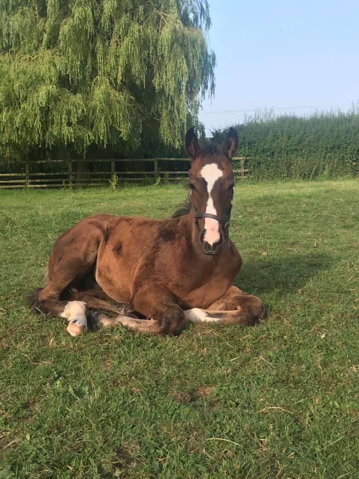 GarrowbyStud's tweet photo. Snoozing before breakfast https://t.co/yTrRpHLnQ2