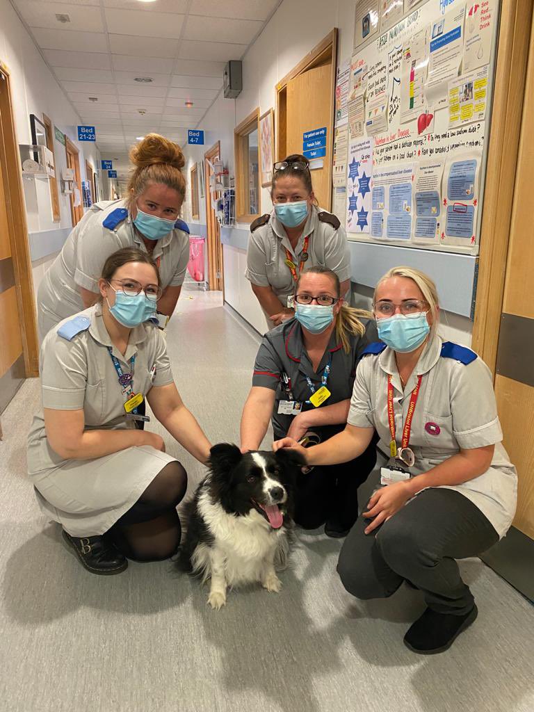 Mollie the collie came to A522 and made us all smile. Much needed #pettherapy for patients and staff @uhbwNHS