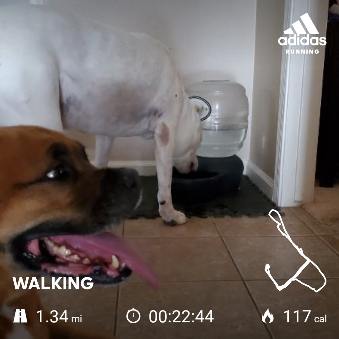 Keeping hydrate after a humid, sweaty, #dogwalk