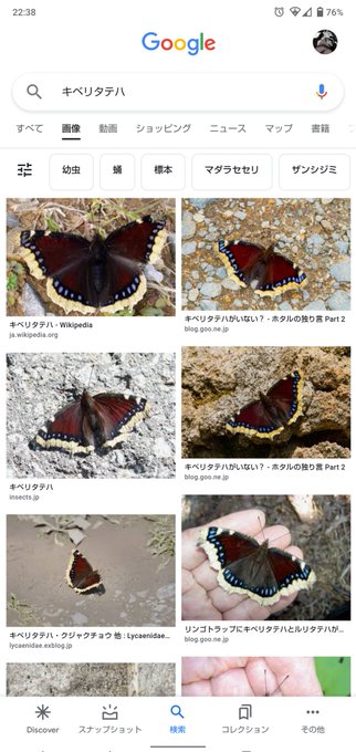 これがキベリタテハ 