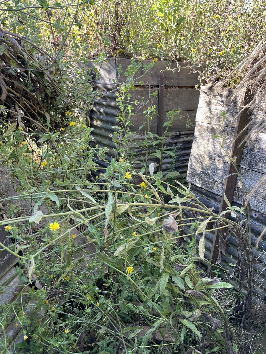 khakidevil's tweet photo. Our trenches received their Lockdown Haircut today!
After a fairly inactive 18 months they had taken on a rather 1920 look so the team have spent the day strimming and weeding before starting on some repair and maintenance work.
Still plenty of weeding to do but it’s a start! https://t.co/mWd4fDyUH2