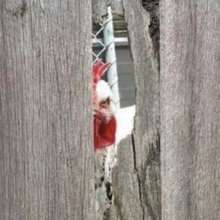 The odds of being murdered by a chicken are low, but never zero.