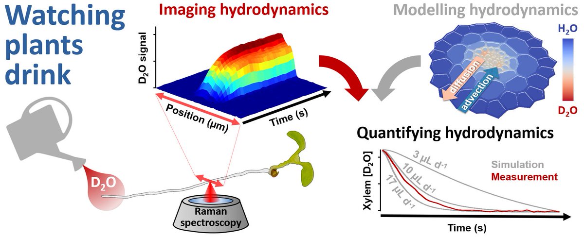 ValentinCouvre1's tweet photo. 🚨New paper alert 🚨 Watching plants drink 😀📽️💧🌱 by combining heavy water, #Raman µspectroscopy, and microhydrological modelling 🤓💻
https://t.co/NRK84qf4i6
1/3 https://t.co/OgOPLDgTWN