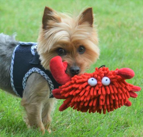 Save A Yorkie Rescue tweet media