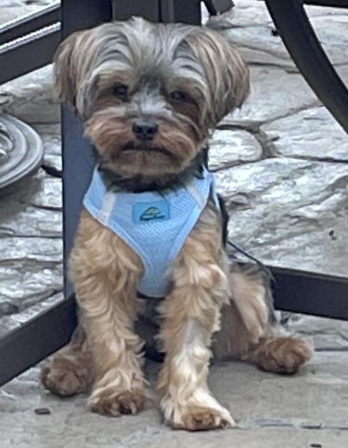 Save A Yorkie Rescue tweet media