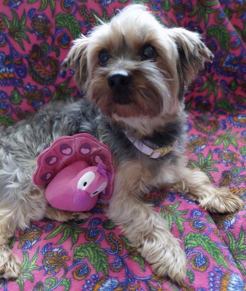 Save A Yorkie Rescue tweet media