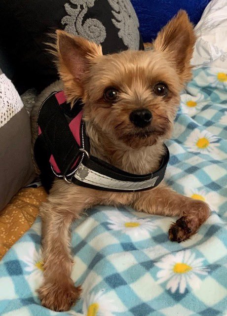 Save A Yorkie Rescue tweet media