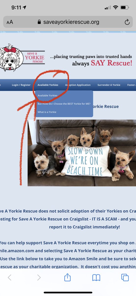 Save A Yorkie Rescue tweet media