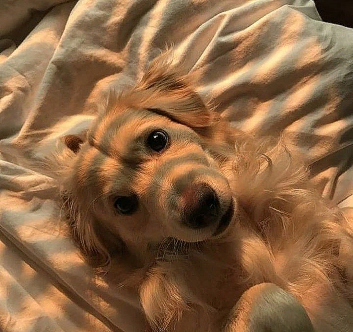 Hayvanları sevmeyenlere inat galerindeki en pozitif fotoğrafı bırak