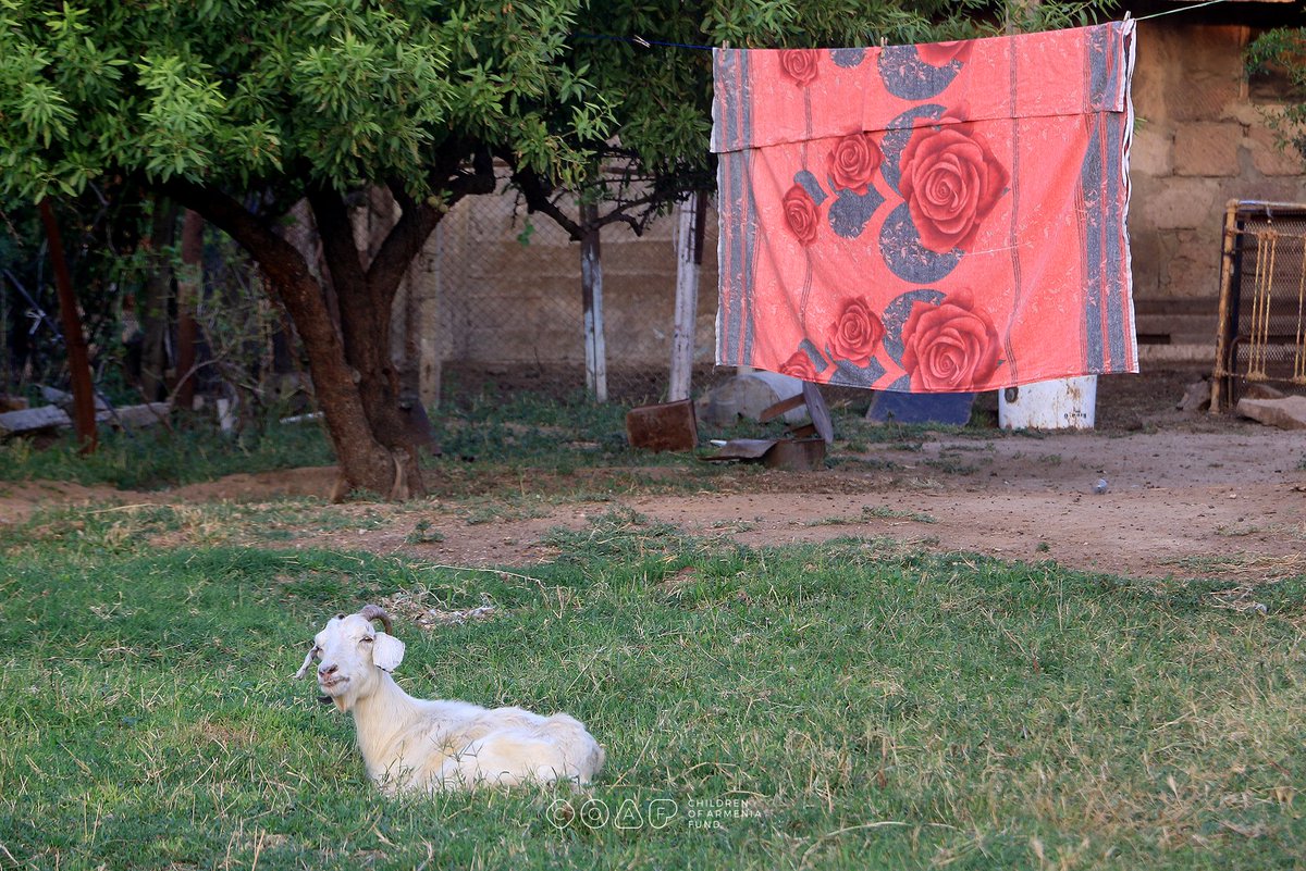 coafkids's tweet photo. Our own collection of country-style laundry drying seen by COAF photographer @KnarBabayan in the villages of #Armenia📸. https://t.co/78t71UYRax