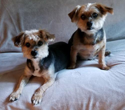 Save A Yorkie Rescue tweet media