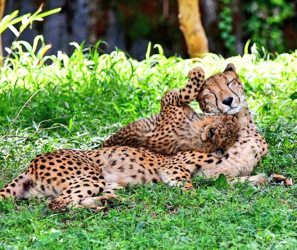 チーター親子 チーター親子