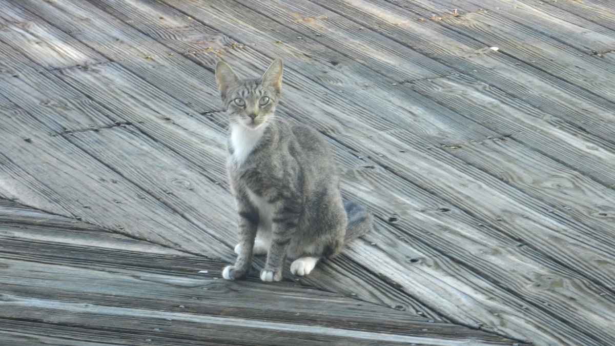neocurio1's tweet photo. fERAL HARBOR KITTY BLENDS RIGHT IN #feralcat
#cat #onthedock #blendsrightin #neocurio https://t.co/f0a9wUbawX