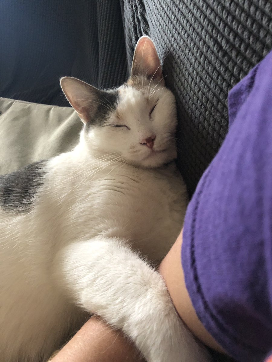 Working from home isn’t half bad with a cat coworker! She isn’t all that productive though.