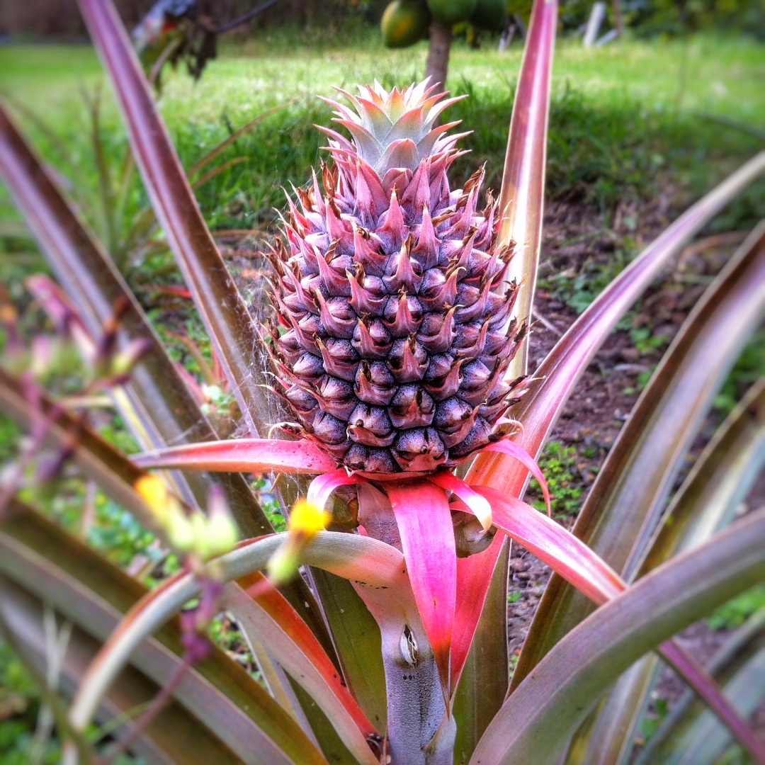 🍍 A #pineapple a day keeps the worries away.
Pineapples taste the best in #Hawaii 😉. Plan your sweet Hawaii vacation:ow.ly/fOuX50FEZGe