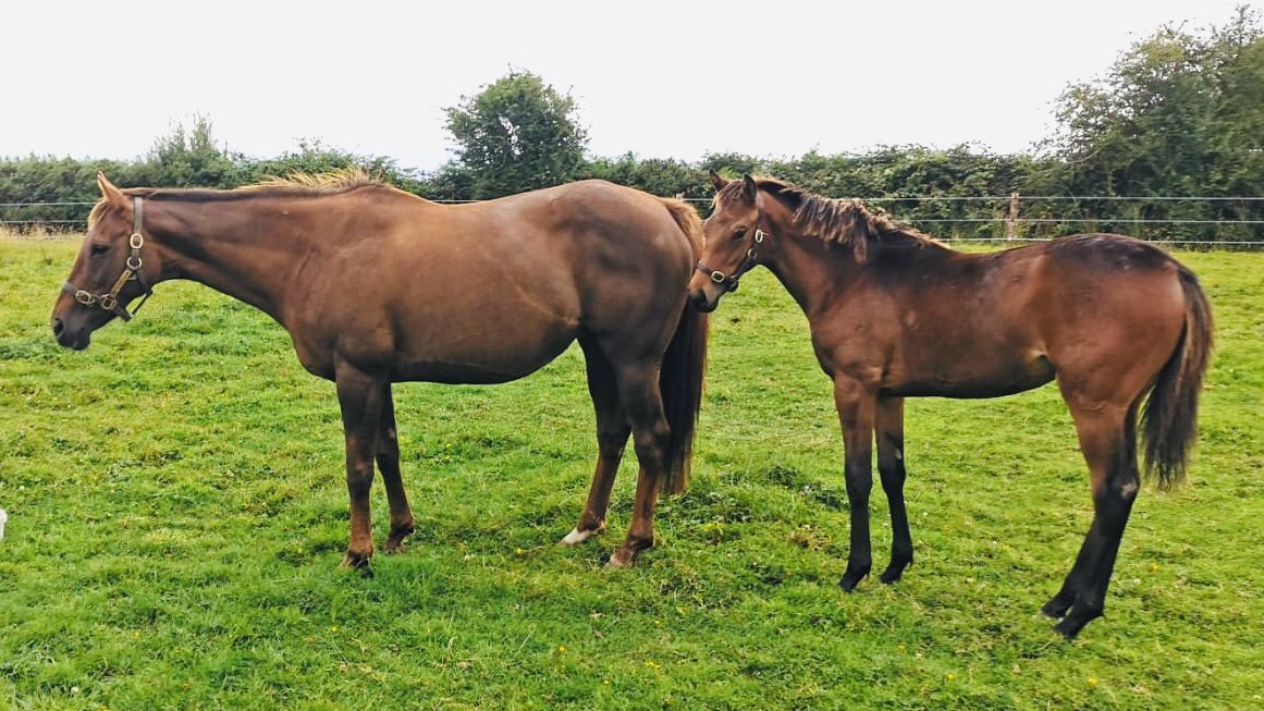 Highfield_CS's tweet photo. Lovely to see another individual winner for #Ultra today, from his first runners, #PerfectColour. Ultra - a brother to our mare - with a cracking #NationalDefense foal at foot and in foal to #Calyx 🐎🐎 #thoroughbreds #racing @godolphin @IrishNatStud @coolmorestud 🐎 https://t.co/0HwuTj6DdK