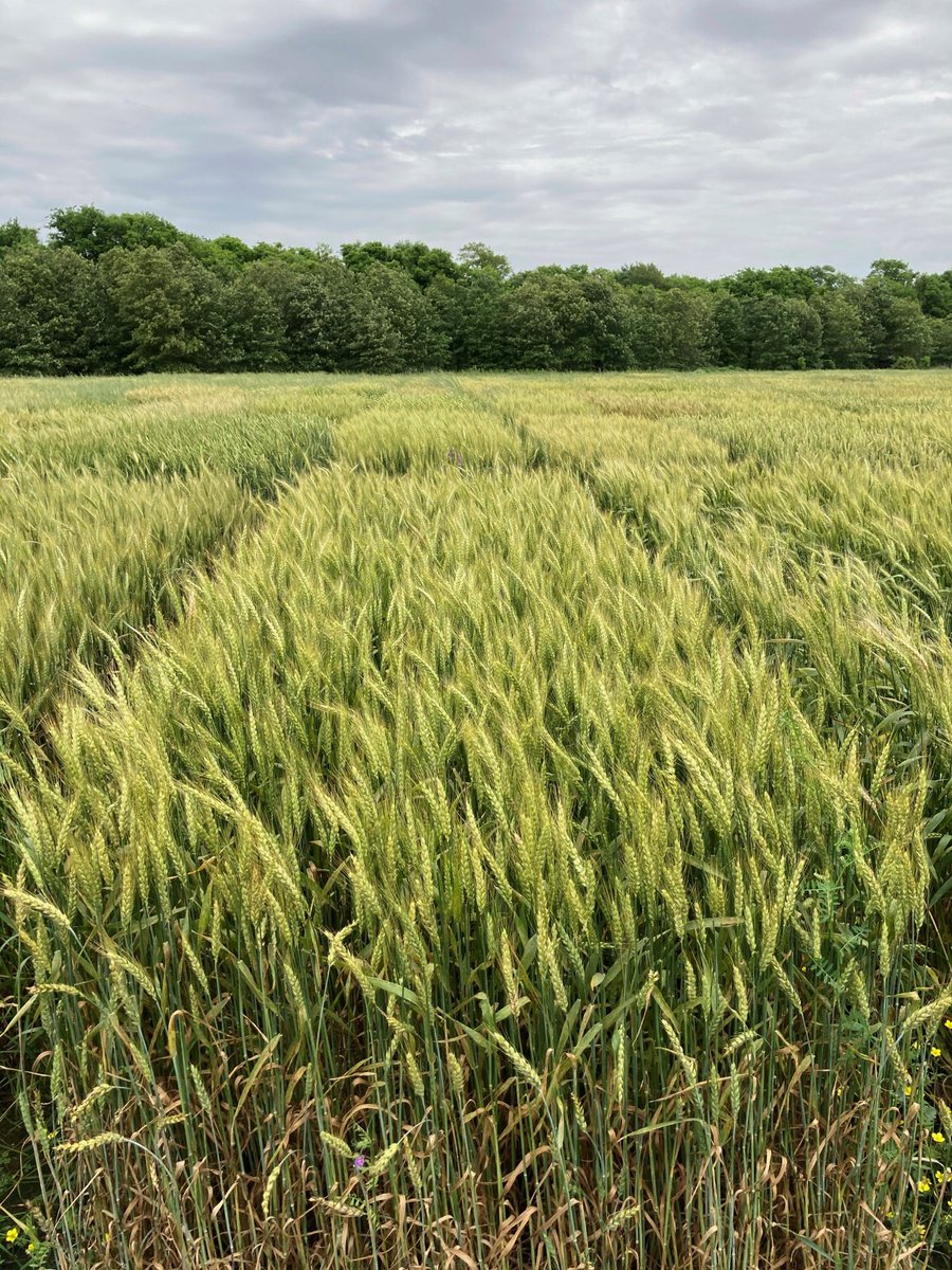 Arkansas Variety Testing Program on Twitter "Reminder The application