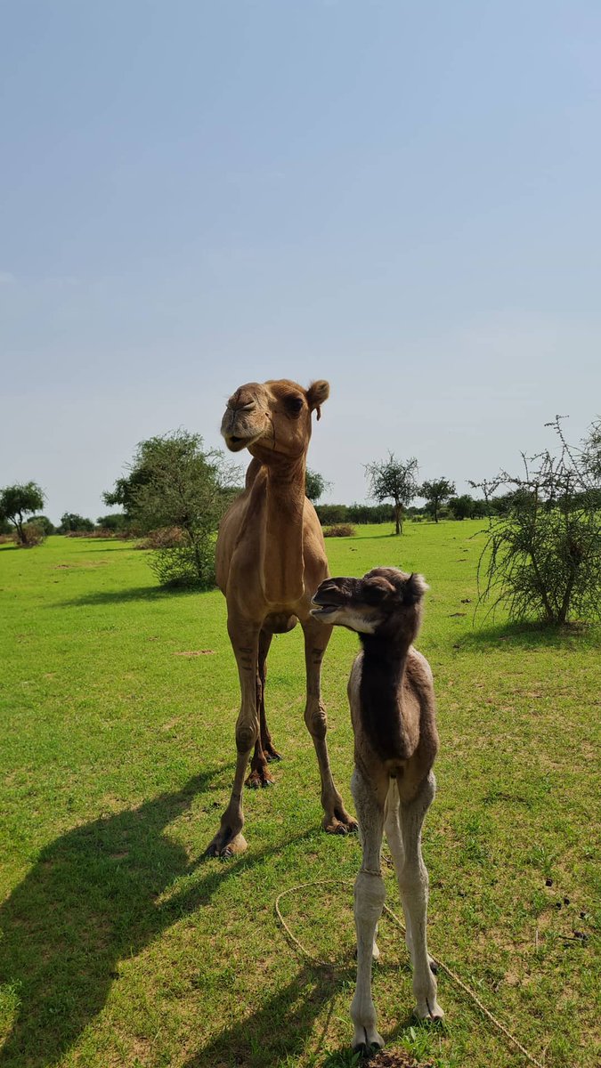 rebeunoise's tweet photo. Petit extrait de mes vacances au Tchad https://t.co/Jg8Iw6JnOK