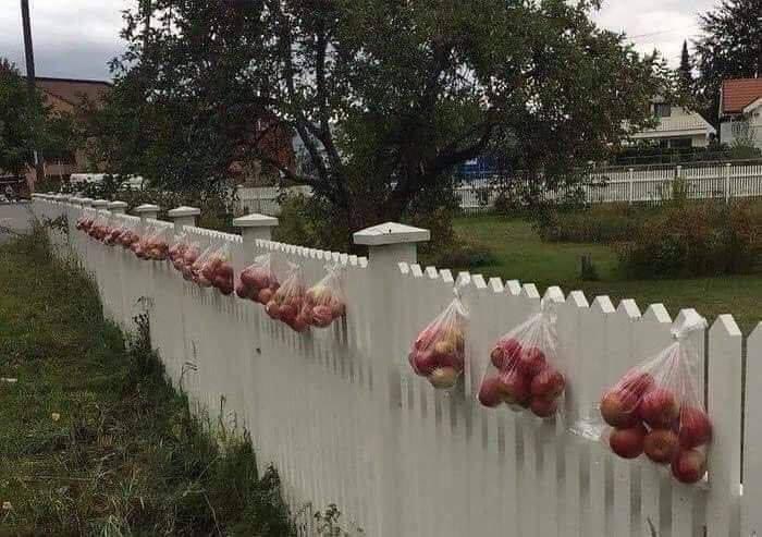 En Norvège, lorsque les gens voient qu'ils ont un surplus de pommes provenant des pommiers de leur propriété, ils font ce geste afin que d'autres personnes puissent les prendre et les consommer, au lieu de les laisser pourrir au sol...