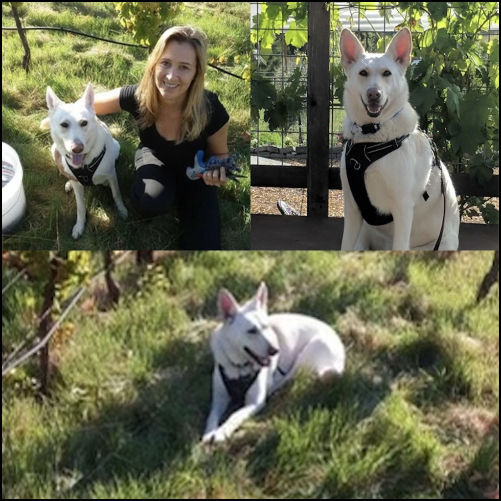 Cheers on #WhiteWineDay!🥂Or #WhiteWhineDay?🐶

Meet Remi a #vineyard dog rescued from CA.

#RescuePop #RescuePets #AdoptDontShop #UltimuttGuide #petproductguide #whitewine #wineday #rescuedog #adoptadog #petmemesdaily #winememe #ilovemydog #ilovedogs #rescuedisthebestbreed