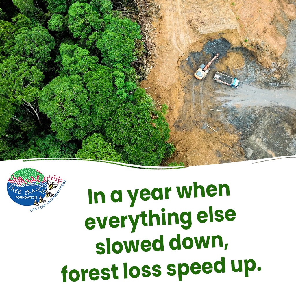 Did you know 27 football fields worth of forest cover are lost every minute due to deforestation in 2020?
Each individual’s efforts can create a ripple effect - we just have to start!
Do your part and become #climateconscious today!
#treecraze #ecofriendly #climatechange