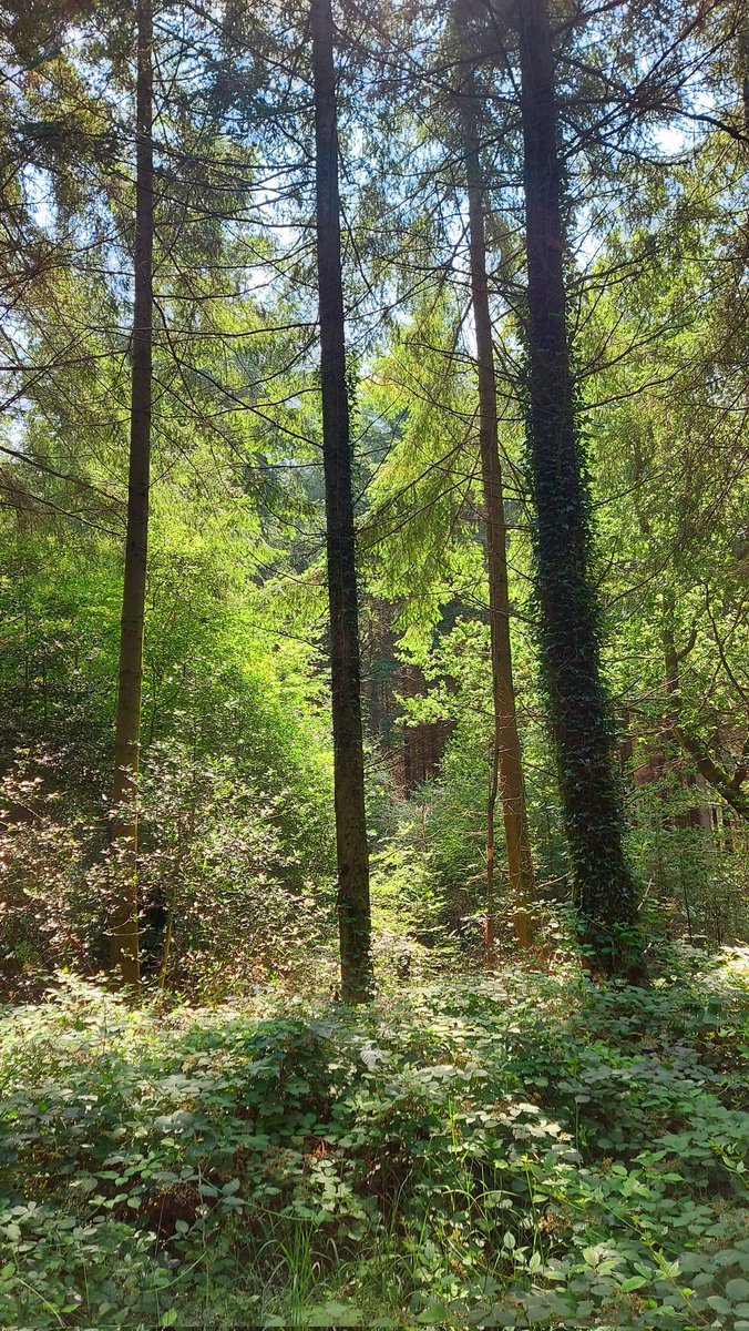 debrapitchford's tweet photo. Another beautiful day in #forestofdean #lovewhereilive #Woolaston #Gloucestershire https://t.co/8z9qwz0fC5