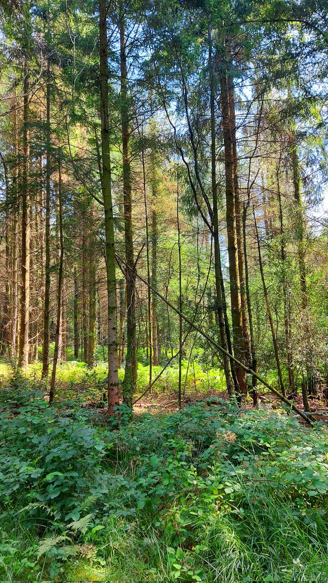 debrapitchford's tweet photo. Another beautiful day in #forestofdean #lovewhereilive #Woolaston #Gloucestershire https://t.co/8z9qwz0fC5