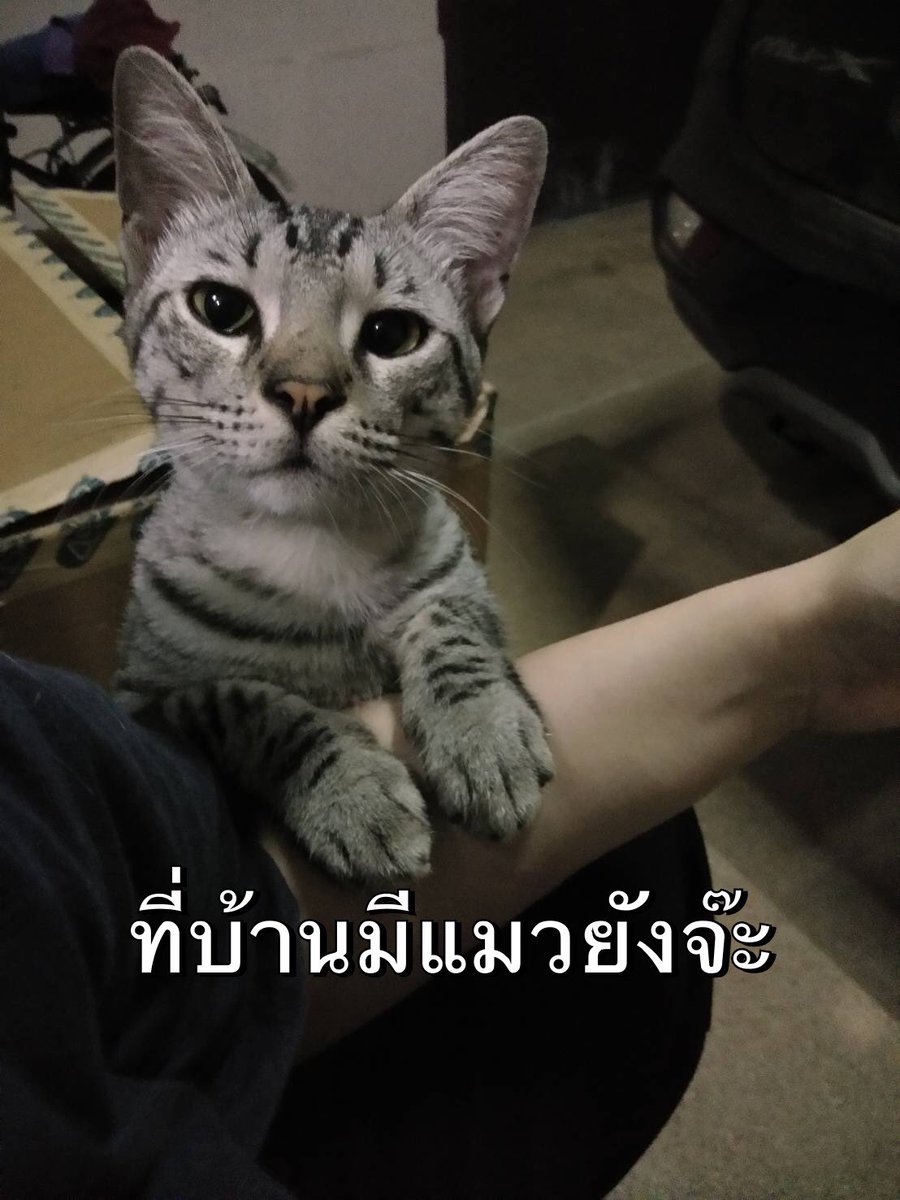 แมวหาเจ้าของค่า มาขอข้าวกิน3-4วันแล้ว ตัวผู้ เป็นแมวสวรรค์ประทาน แมวผ่านQC เพราะเชื่องที่สุดเท่าที่เคยเจอมา จับได้ทุกส่วน ไม่ดุร้าย ไม่แง้บ อ้อนมากๆ ไม่สนใจแมวตัวเมีย สนใจแต่จะเข้าบ้านมนุด😂ถามหาเจ้าของแถวนี้ไม่มีวี่แวว เลยมาลองหาบ้านให้เค้าค่า
พิกัดอยู่โซนวุฒากาศ จอมทอง เอกชัย