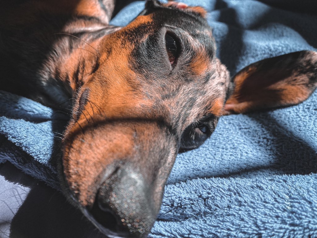 ArlequimToninho's tweet image. Olá, amigos!