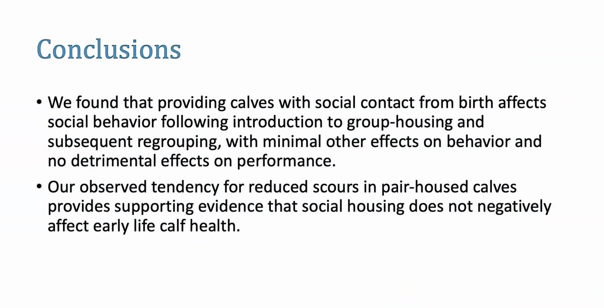 Emily Lindner, @KtGingerich & @ekmillerc presenting important data on health and behavior around social housing of dairy calves #ISAE2021. Similar to some preliminary data from @liz_cheval @whitneyknauer, take a look at our poster tomorrow!