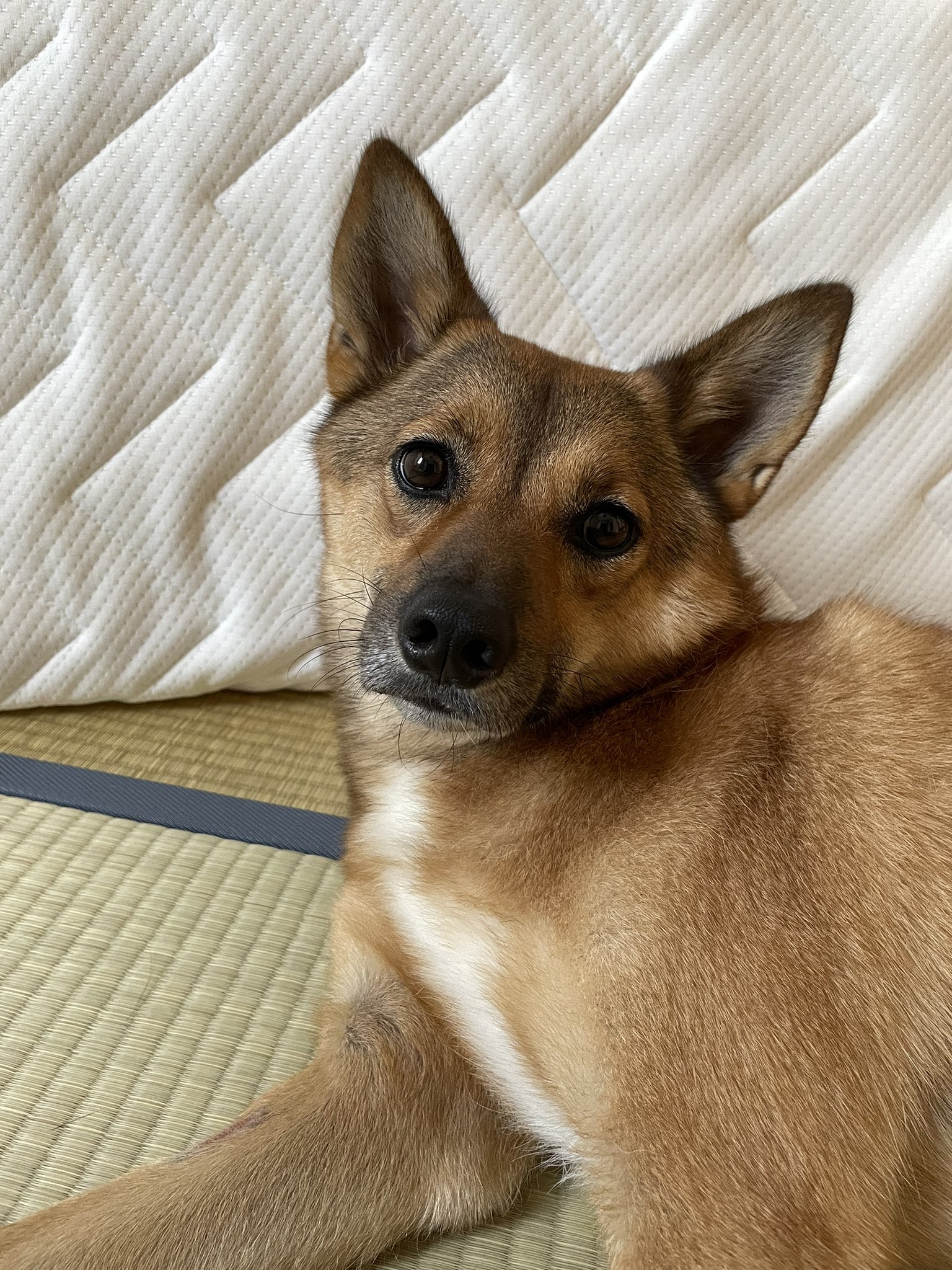 レモン 雑種だから何 犬種がないって素晴らしいと思いません 唯一無二的な たまに雑種やんみたいな感じで言われるけどそんな言い方せんでもなあ レモンはいなくてはならない存在で何にも変えられないのはほかのわんちゃんとも一緒 だから