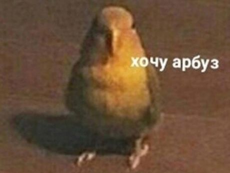 __mudakoff's tweet photo. Август: *только-только успел наступить*
Я, который ждал этого все лето: https://t.co/t2203FSQ7H