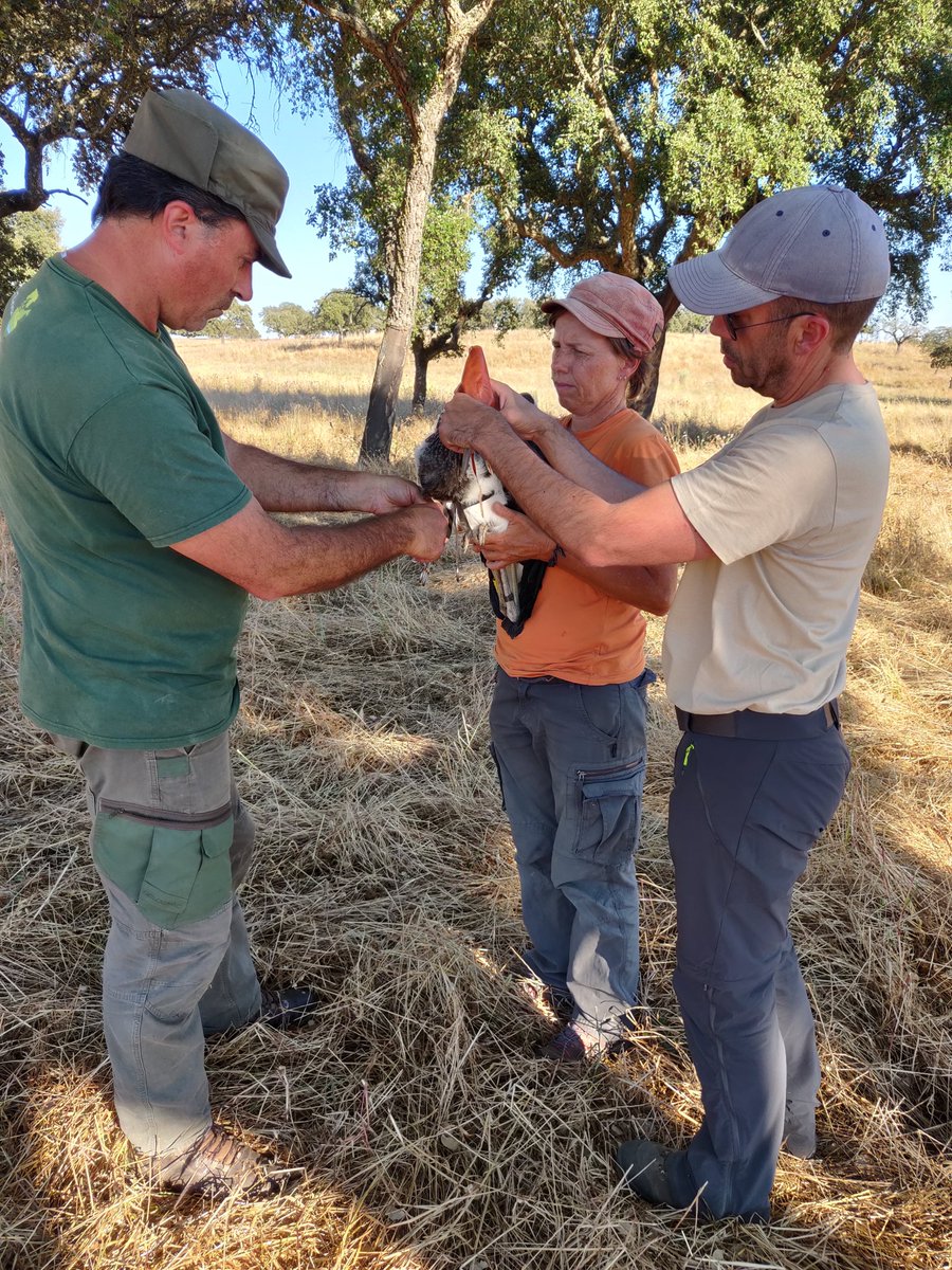 BirdsMove's tweet photo. Since 2018 we've also been tracking #BlackStorks juveniles to unravel their migratory decisions. This year we deployed 8 more GPS and, unlike white storks, black storks are only now starting to explore the areas around their nests, before migrating south much later in the season! https://t.co/8tJGoJuI1a
