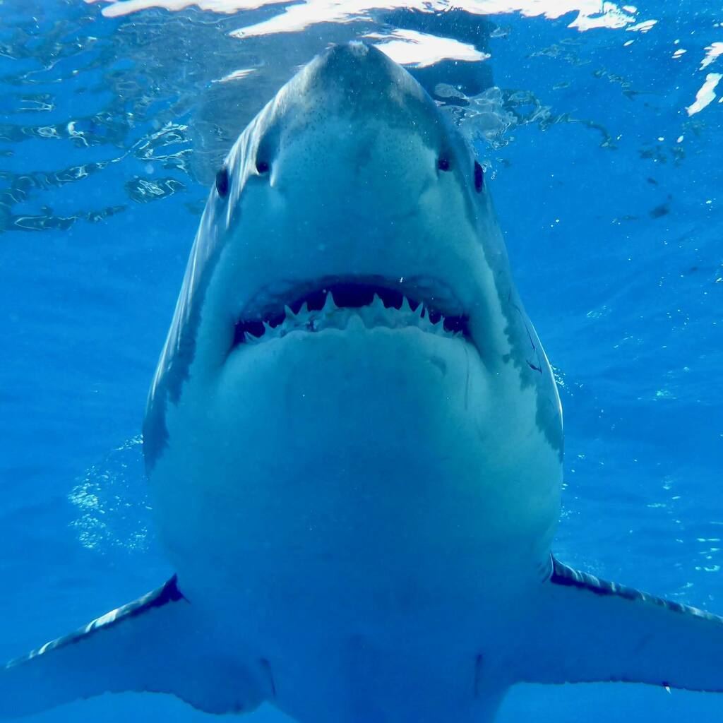 Shark Diving Xperts tweet media