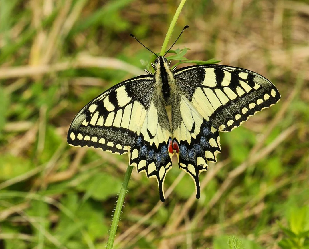Anne83190328's tweet photo. Zo mooi: de #koninginnenpage. Dit is een vrouwtje dat eitjes kwam leggen op de wilde peen. 😍

#vlinders #butterflies #oldworldswallowtail
#Biesbosch

@vlinderNL @staatsbosbeheer https://t.co/mwcKEX7kXX