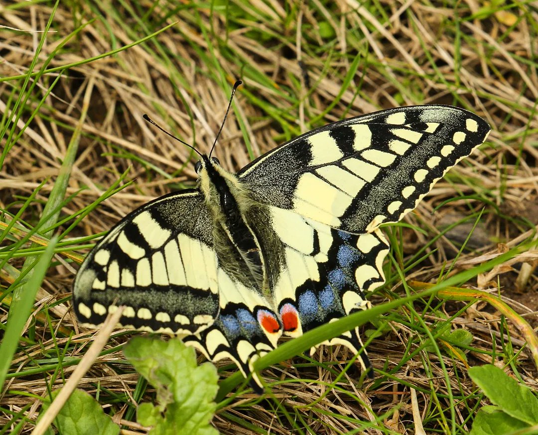 Anne83190328's tweet photo. Zo mooi: de #koninginnenpage. Dit is een vrouwtje dat eitjes kwam leggen op de wilde peen. 😍

#vlinders #butterflies #oldworldswallowtail
#Biesbosch

@vlinderNL @staatsbosbeheer https://t.co/mwcKEX7kXX