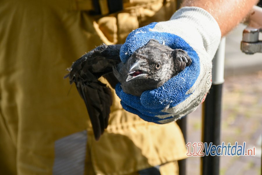 Brandweer in #Vroomshoop redt kraai uit vliegertouw. 112Vechtdal.