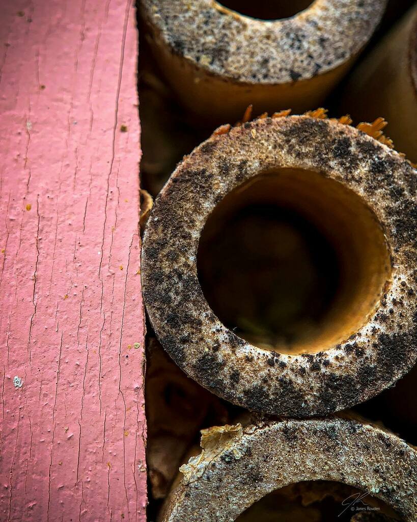 Jimrow's tweet image. Textures and shapes. 
.
.
.
.
#littlethings #macrophotography #masonbees instagr.am/p/CSHaM62n7RA/