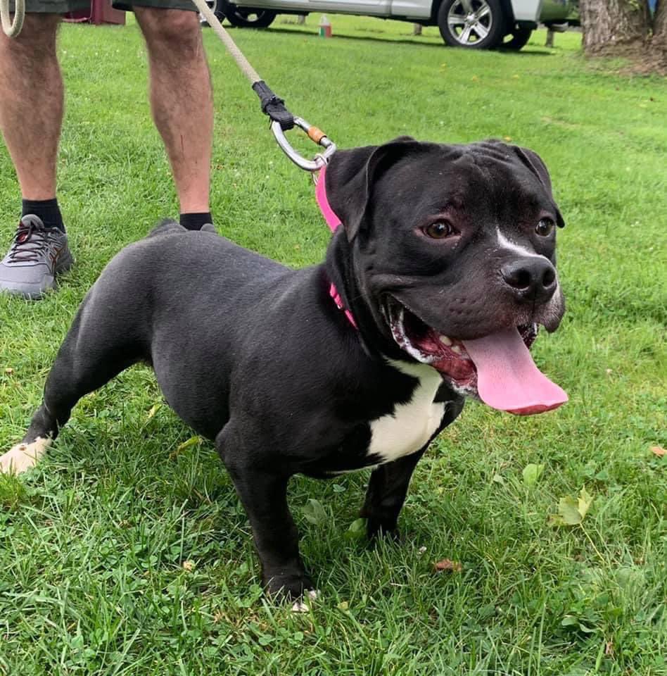 🥳BOONIE HAS BEEN PLACED WITH The East Coast Herding-Dog Organization Rescue Inc.🎉🎊🙏.  They will need every cent for his medical care.  Please donate and honor pledges at echorescue.com/donate.  Freedom photo below.

<a href="/FreddieFDesigns/">FreddieF</a> $5
