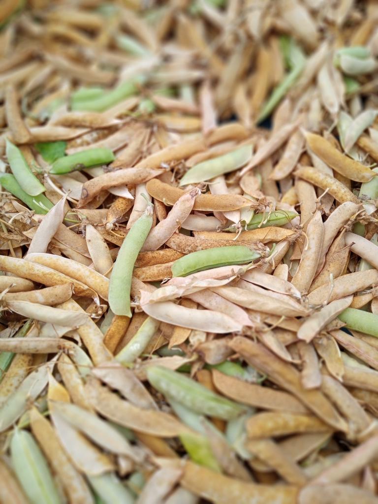 What's seed producer Jason at @leenorganics up to this month? Garlic and mustard and peas, oh my! seedsovereignty.info/a-seed-saving-…