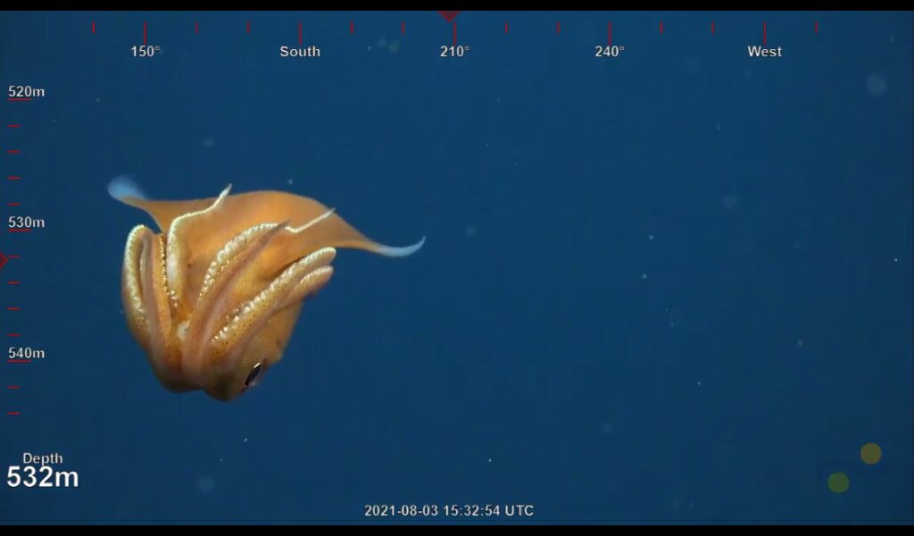 Dive 150- DDT Dump Site North. #BiodiverseBorderlands #BiodiverseSCB #SuBastianDives
