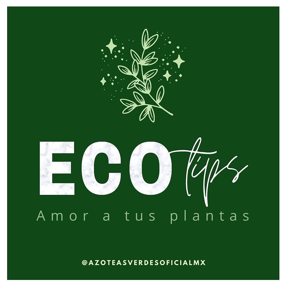 AzoteasVerdes's tweet photo. En Azoteas Verdes ® nos preocupamos por el cuidado de tus plantas, por eso te traemos algunos tips que te pueden ayudar.
#azoteasverdes #sustentable #cuidadoplantas #cafe #pasta #nutrientes #tipsverdes https://t.co/FNzdtf7Kmb