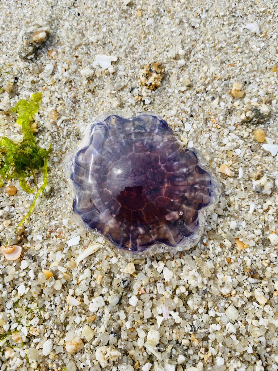 Anthony Hadfield | Head into the Wild tweet media