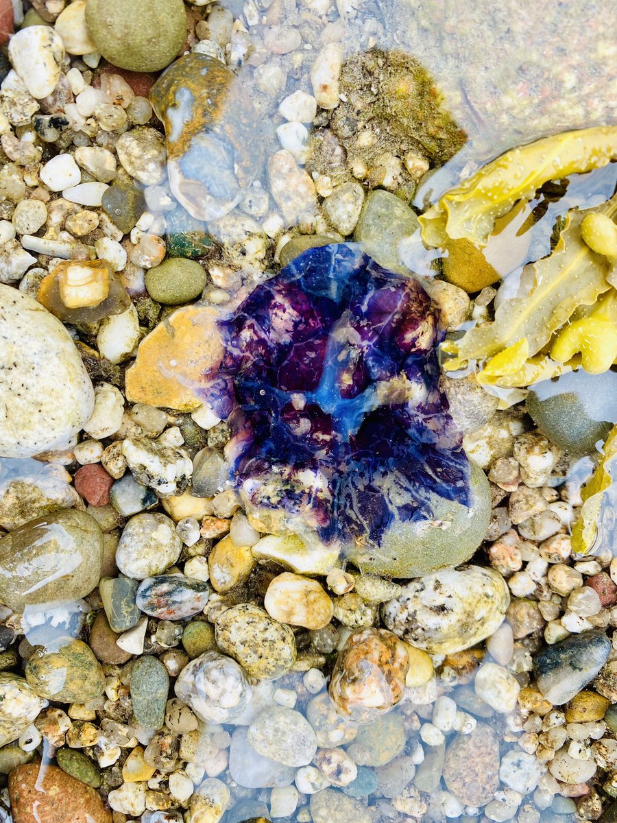 Anthony Hadfield | Head into the Wild tweet media